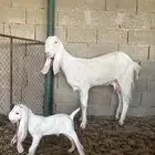للبيع عنز مطوره برصاء والد متبع بتيس