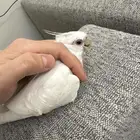 كروان انثى العمر سنه وفوق البينو عيون حمر