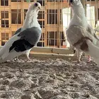 زوج بوم بولندي ( تم البيع خارج الموقع )