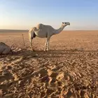 ضريبة كفو منتج