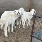 رخال العداد5