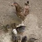 دجاجه بالدي بفروخها