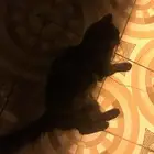 قطة العمر سنة