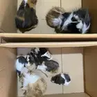 2 ذكور و 7 إناث وبرة أمريكي ممتازة