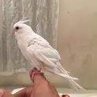 ذكر كروان البينو متكلم