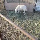 طلي. حري العمر. 3شهور. فل شحم شرط