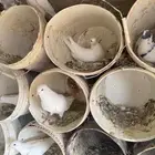 حمام فرنسي ودجاج بلد وبط