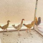 سلام عليكم عندنا ديك بلدي فونكس كفو
