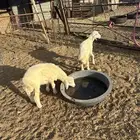رخال