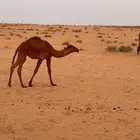 بكره كفوو عمره 1 وثمانية اشهر