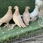حمام صنعاوي
