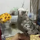 بغبغاء كروان