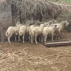 خرفان العدد 15 بلدي