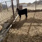 تيس احو صنف الصنف