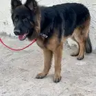 جيرمن بيور حراسه