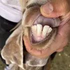 جفره ذبيحه طيبه