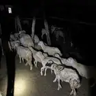 رخيل للبيع عدد 15. تم البيع