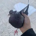 حمام قطيفي