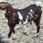تيوس بلدي سمان ونظاف