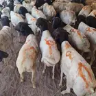 برابر صومالية جملة وتفريد بأسعار طيبة