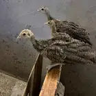 للبيع فروخ طاووس