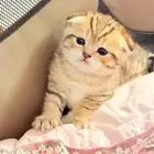 قطط سكوتش للبيع