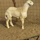 طلي صنف
