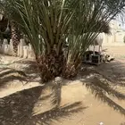 جثيث صفري