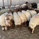 نعيم هرافى تقييم 90