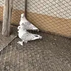 للبيع حمام حب الرمان