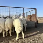 للبيع طليان طيبه