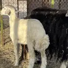 طلي