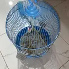 قفص عصفور مستخدم يحتاجله تنضيف فقط