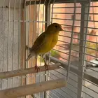 كناري تغريد