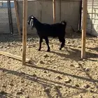تيس فل شحم