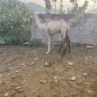 قعدان للبيع