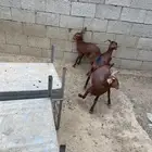 اعرض الكم بهم حنيذ و مضبي مشاوي
