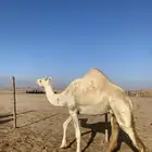 الابل البيع حرار