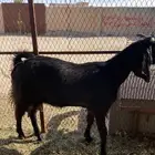 تم البيع
