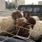 بهم نعيم بري