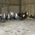 ديوك بلدي وفيومي