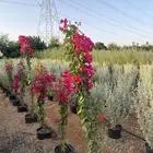 اشجار زينه
