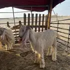 تيوس طيبه