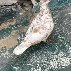 طير فحل كشميري