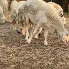 ضان العدد 11