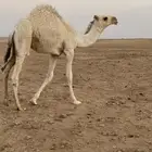 حاشي