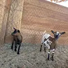 معزا قزميات قزم