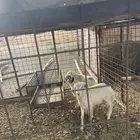 للبيع طليان العدد 3. الطايف