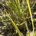 6 شتلات ورد ثمر (طايفي) وشتلات عطرة