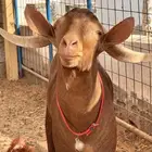 معزا محايلي دهم